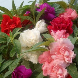Balsam Mixed Color Flower Seeds Balsam Mixed Color Flower Seeds
