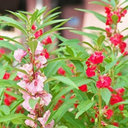 Balsam Mixed Color Flower Seeds Balsam Mixed Color Flower Seeds