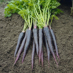 Black Carrot Seeds