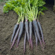Black Carrot Seeds