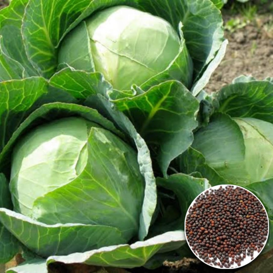 Cabbage Vegetable Seeds