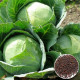 Cabbage Vegetable Seeds
