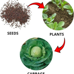 Cabbage Vegetable Seeds