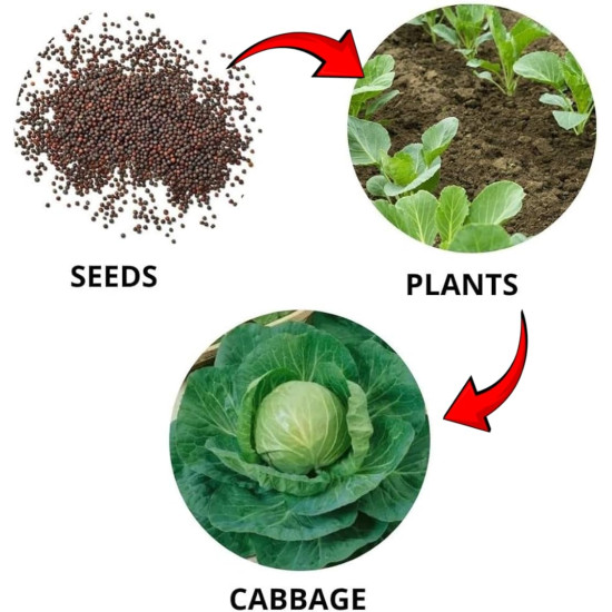 Cabbage Vegetable Seeds