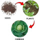 Cabbage Vegetable Seeds