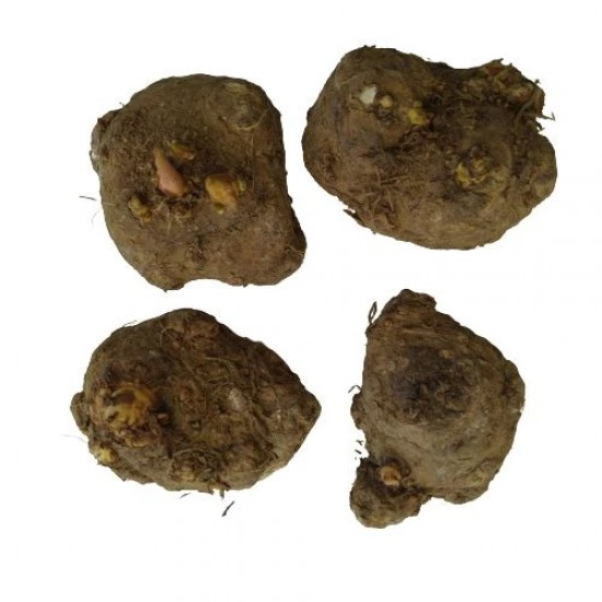 Caladium Mixed Colors Bulbs (Set of 04 bulbs)