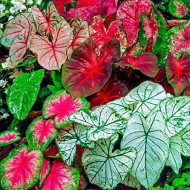 Caladium Mixed Colors Bulbs (Set of 04 bulbs)