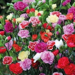 Carnation Giant Chabaud Mixed Color - Flower Seeds Carnation Giant Chabaud Mixed Color - Flower Seeds