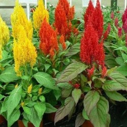 Celosia Pulmosa Mixed Color Flower Seeds Celosia Pulmosa Mixed Color Flower Seeds