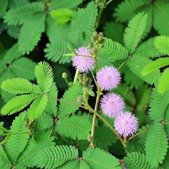 1+1 Free - Chuimui Seeds, Mimosa pudica, Pink Color Flower Touch me not Plant Seeds