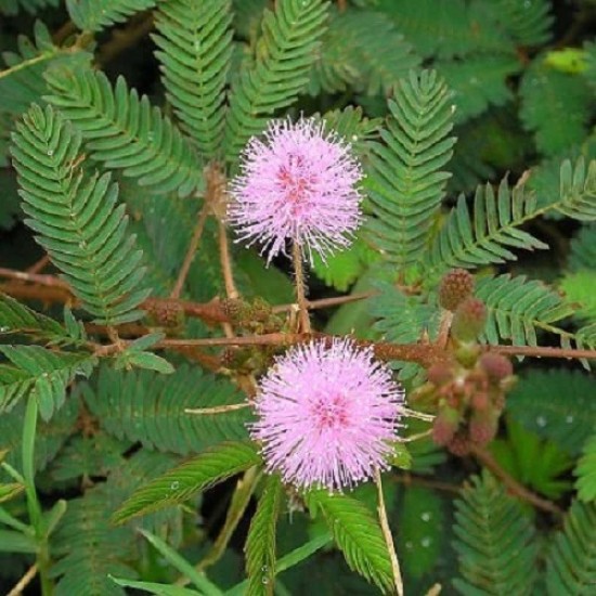 Chuimui Seeds, Mimosa pudica, Pink Color Flower Touch me not Plant Seeds Chuimui Seeds, Mimosa pudica, Pink Color Flower Touch me not Plant Seeds