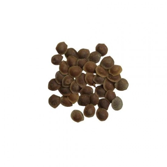 Chuimui Seeds, Mimosa pudica, Pink Color Flower Touch me not Plant Seeds Chuimui Seeds, Mimosa pudica, Pink Color Flower Touch me not Plant Seeds