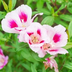 Clarkia Mix Hybrid Flower Seeds | Flower Seeds Clarkia Mix Hybrid Flower Seeds | Flower Seeds
