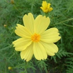Cosmos Yellow Summer Flower Seeds Cosmos Yellow Summer Flower Seeds