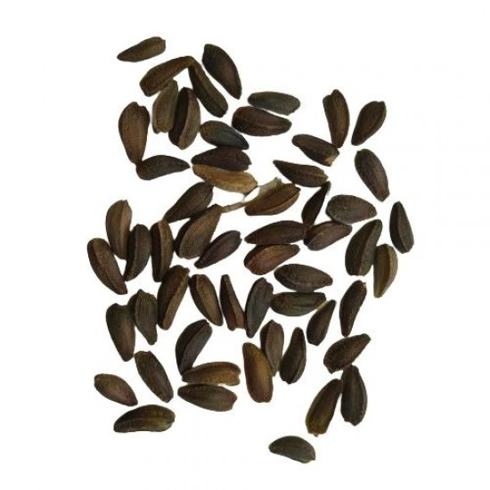 Dimorphotheca White Color Flower Hybrid Seeds