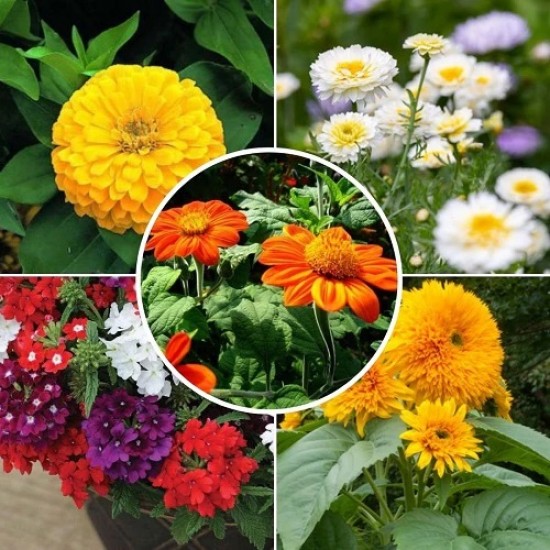 Flower Seeds Combo Pack (Set of 5 Packets) | Sunflower, Zinnia, Chrysanthemum, Verbena, Tithonia