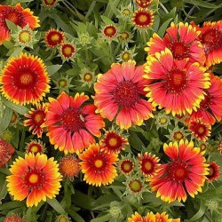 Gaillardia Flower Seeds Mixed Color Gaillardia Flower Seeds Mixed Color