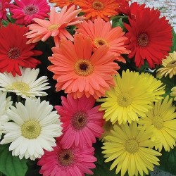 Gerbera Mix Color Flower Seeds Gerbera Mix Color Flower Seeds