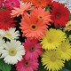 Gerbera Mix Color Flower Seeds