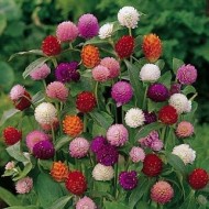 Gomphrena Mix Color Flower Seeds