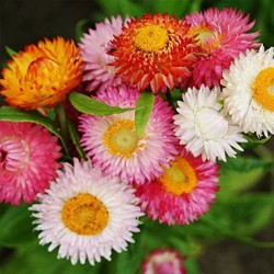 Helichrysum Bracteatum Paper Flower Mixed Color Flower Seeds