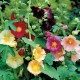 Hollyhock Mixed Color Flower Seeds