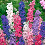 Larkspur mix color flower seeds pack