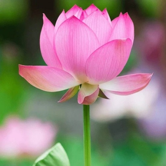 Lotus Pink Flower Seeds | Water Lily (Set of 10 Seeds)