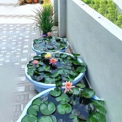 Aquatic Lotus Flower Seeds for Home Gardening-Create a Calming Oasis at Home and Transform Your Space! Aquatic Lotus Flower Seeds for Home Gardening-Create a Calming Oasis at Home and Transform Your Space!