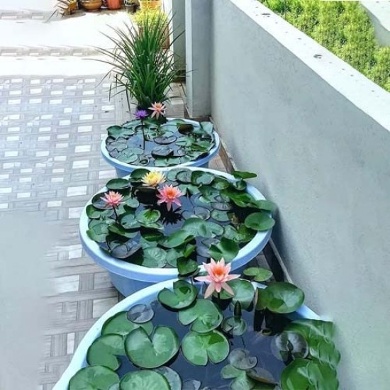 Aquatic Lotus Flower Seeds for Home Gardening-Create a Calming Oasis at Home and Transform Your Space!