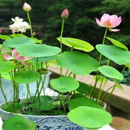 Aquatic Lotus Flower Seeds for Home Gardening-Create a Calming Oasis at Home and Transform Your Space! Aquatic Lotus Flower Seeds for Home Gardening-Create a Calming Oasis at Home and Transform Your Space!