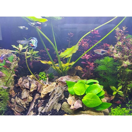 Aquatic Lotus Flower Seeds for Home Gardening-Create a Calming Oasis at Home and Transform Your Space! Aquatic Lotus Flower Seeds for Home Gardening-Create a Calming Oasis at Home and Transform Your Space!