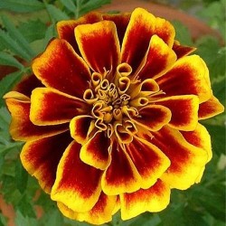 Marigold Jafri Mixed Colors Flower Seeds  Marigold Jafri Mixed Colors Flower Seeds