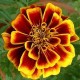  Marigold Jafri Mixed Colors Flower Seeds