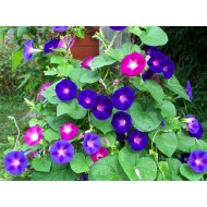 Morning Glory, 50 Seeds Mixed