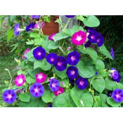 Morning Glory, 50 Seeds Mixed Morning Glory, 50 Seeds Mixed