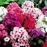 Phlox Mixed Color Flower Seeds