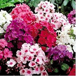 Phlox Mixed Color Flower Seeds