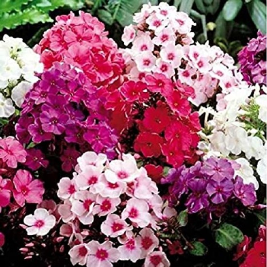 Phlox Mixed Color Flower Seeds