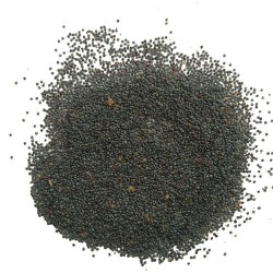 Portulaca Flower Seeds Mixed Color