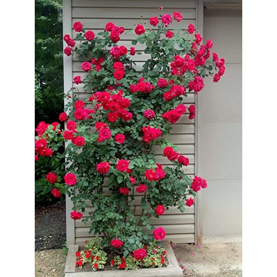 Rose Flower Seeds (Pack of 10 Seeds)