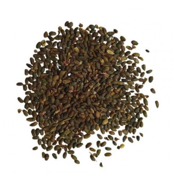 Salvia Bon Fire Red Color Flower Seeds Salvia Bon Fire Red Color Flower Seeds