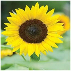 Sunflower Single Miniature Flower Seeds Sunflower Single Miniature Flower Seeds
