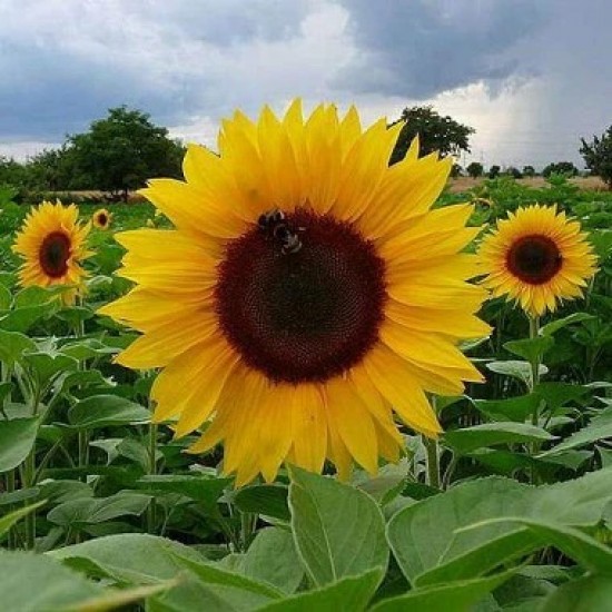Sunflower Russian Giant Surajmukhi Flower Seeds