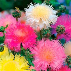 Sweet Sultan Mixed Color Flower Seeds