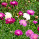 Sweet Sultan Mixed Color Flower Seeds