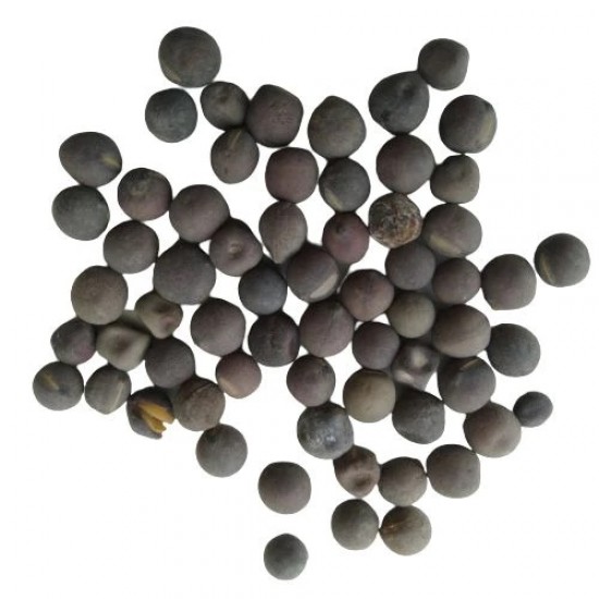 Sweet Pea Spencer Mixed Color Flower Hybrid Seeds