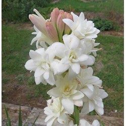 Rajnighandha/Tube Rose Healthy Fragrant Flower Bulbs (1 Pcs)  Rajnighandha/Tube Rose Healthy Fragrant Flower Bulbs (1 Pcs)