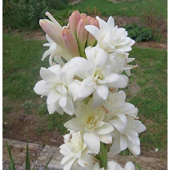 Rajnighandha/Tube Rose Large and Fragrant Bulbs in Bulk (Pack of 30)