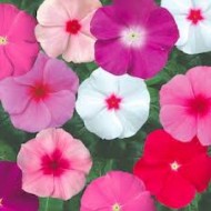 Vinca Mix Color Flower Seeds